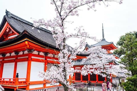 Esperienza privata e unica "Sakura" con la fioritura dei ciliegi di Kyoto