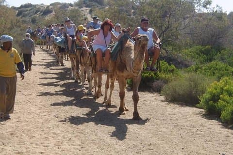 Camel Riding in Maspalomas Dunes