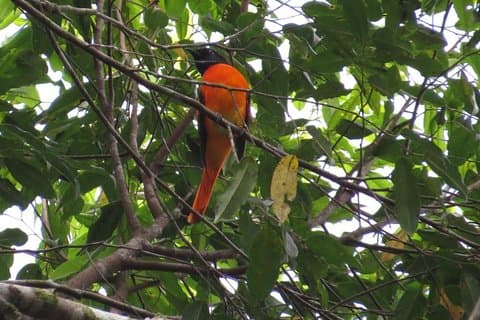 Observación de Aves Caminata por el bosque en Kitulgala