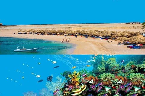Dolphin House Snorkling Day Cruise med lunsj fra Hurghada