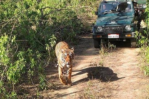 Sariska Wild Life Tour mit dem privaten Auto mit Jungle Safari Gypsy
