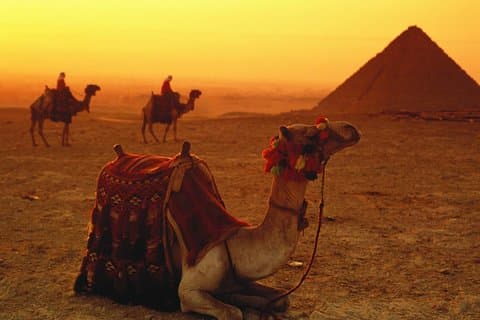 Sunset Camel Ride rundt i Giza pyramider ørkenen