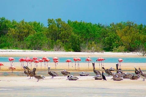 HOLBOX ISLAND TOUR de Riviera Maya et Cancun (Privé)