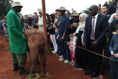 David Halfdaagse rondleiding Sheldrick