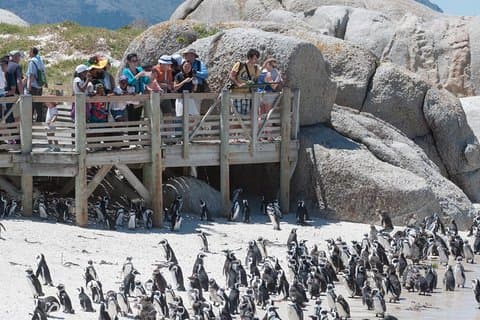 Visite touristique de Cape Point incluant Cape of Good Hope journée complète au départ de Cape Town