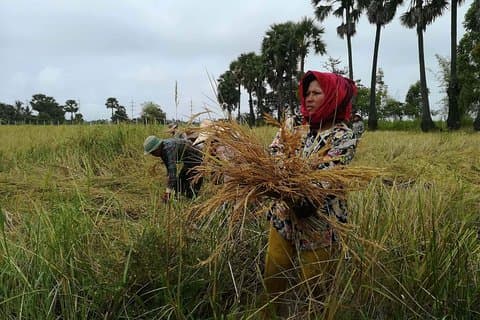 Vida en la ciudad de Siem Reap y vida en el campo de Siem Reap