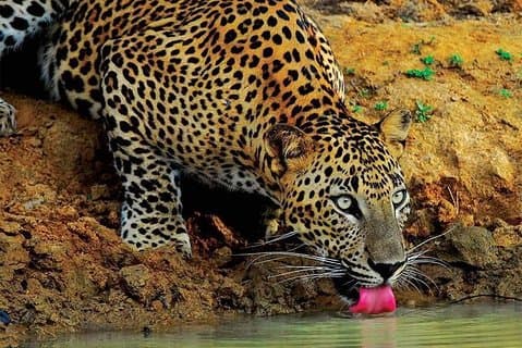 Wilpattu National Park Tour vanuit Bentota met jeep SAFARI