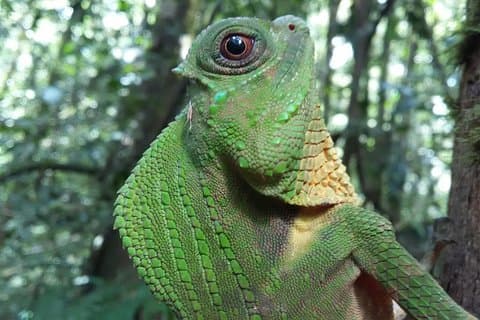 Sinharaja Rain Forest En dagstur