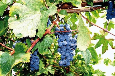 Expérience privée : visite guidée à Pompéi et dégustation de vins locaux de Sorrente