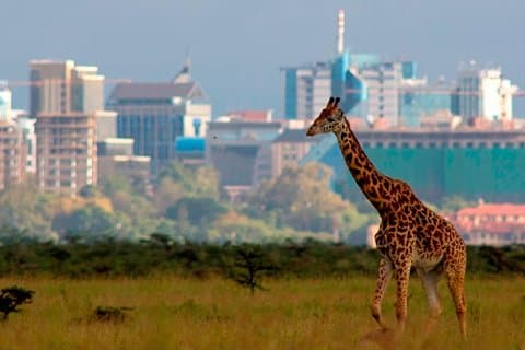 Halvsafari på eftermiddagen till Nairobi National Park