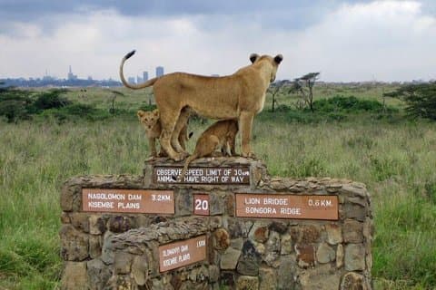 Nairobi National Park Half Day Tour