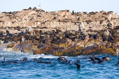 Marine Big 5 Safari fuld dagstur fra Cape Town