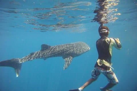 Snorkling på Catalina Islands & North Island - CR