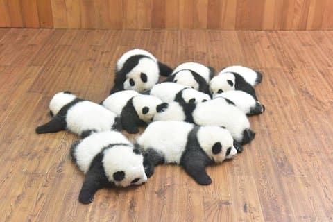 Private One Day Chengdu Panda Tour en Chengdu City bezoeken