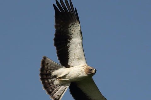 Private Birding, Nature and Sightseeing Tour to the West of Varna