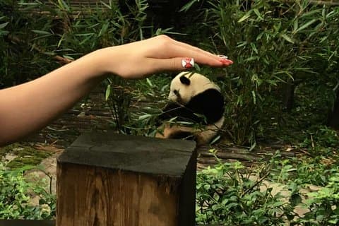 Alt inklusive: Tilpasningsbar Giant Panda Private Day Trip i Chengdu