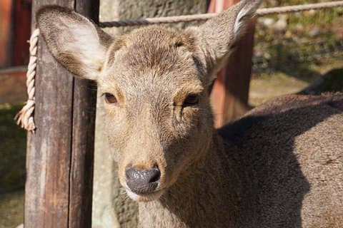 Recorrido a pie por los pájaros perezosos de Nara Todaiji