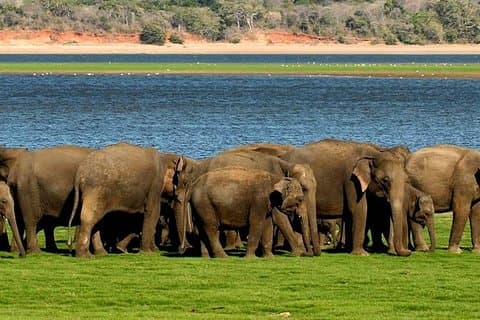 Minneriya Elephant Safari med Sigiriya Lion Rock fra Colombo