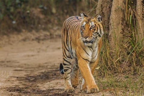 Private Tour to Sariska Tiger National Park by Car from Jaipur