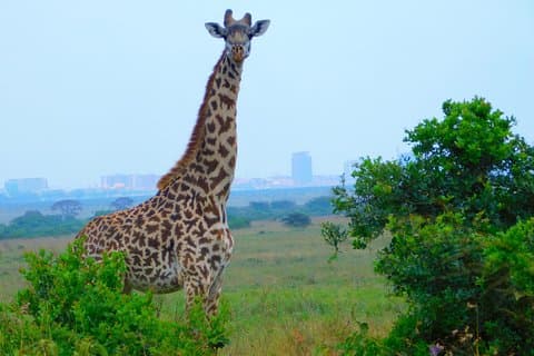 Safaritur i Nairobi nasjonalpark.