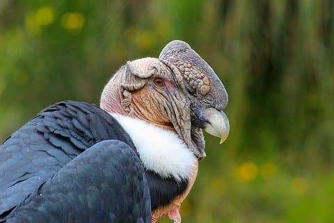 アンティサナ火山鳥獣狩り&自然史コンドルツアープライベート、すべて含まれています