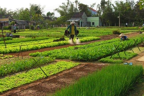 Sea un famer en Tra Que Vegetable Village y linterna haciendo experiencias de viaje de un día