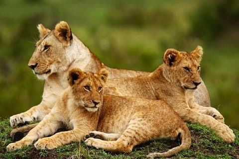 Nationaal park Nairobi, giraffencentrum en het Karen Blixen-museum