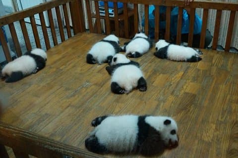 Alles Panda Private Tagestour in Chengdu