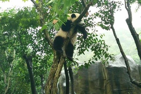 Excursão privada de 4 horas com a experiência do Panda Gigante com saída matinal
