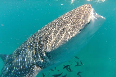 Whale Shark Swim Adventure in La Paz