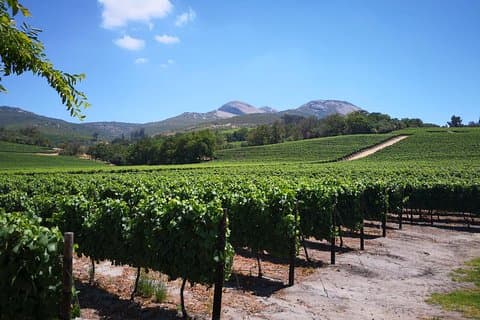 Visite privée de Stellenbosch, Franschhoek Paarl au départ du Cap