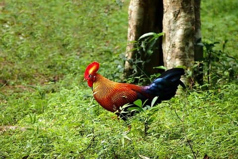 Dagstur til Wilpattu National Park fra Negombo