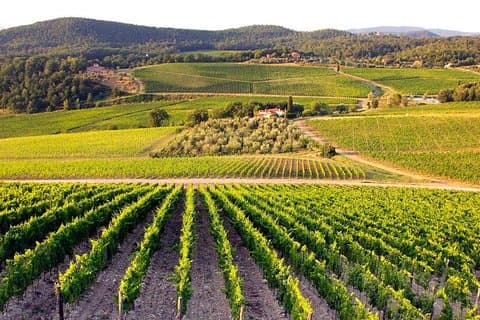 Private guided tour: Siena San Gimignano and Chianti