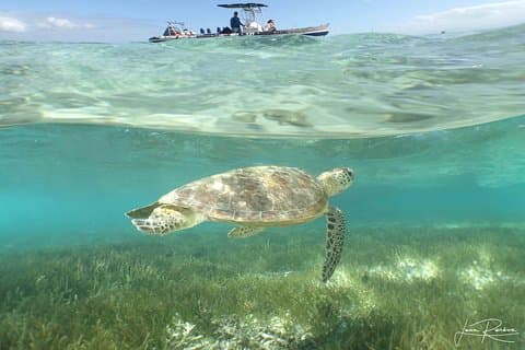 クルーザーで行く水上タクシーシグナルアイランドタートルツアー