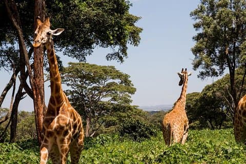 Hoteller i nærheten av Nairobi Museum, Giraffe Centre & Nairobi National Park