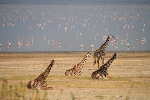 Tour guidato di Lake Manyara da Arusha