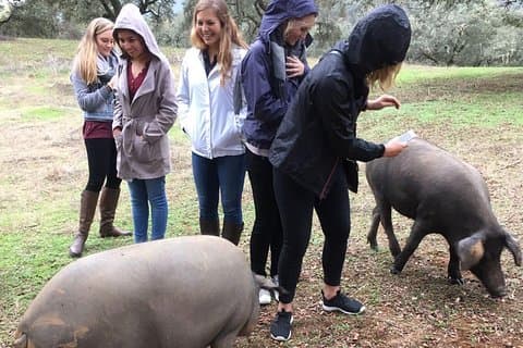 De Séville: visite d'une journée à la ferme porcine et visite des vieux villages