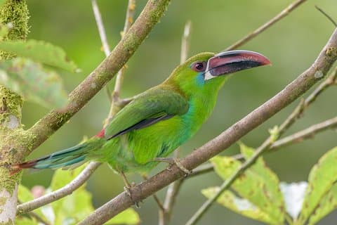 Birdwatching day at Chicaque Cloud Forest.