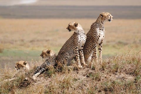 5 días / 4 noches Únete al grupo safari