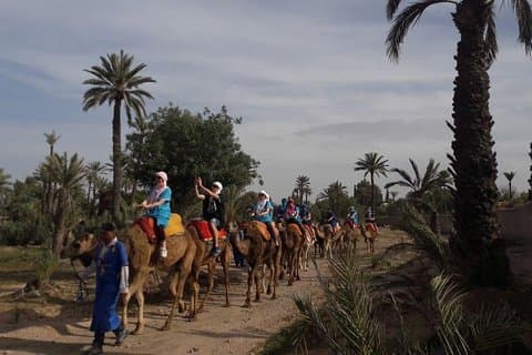 Experience Private Camel Ride