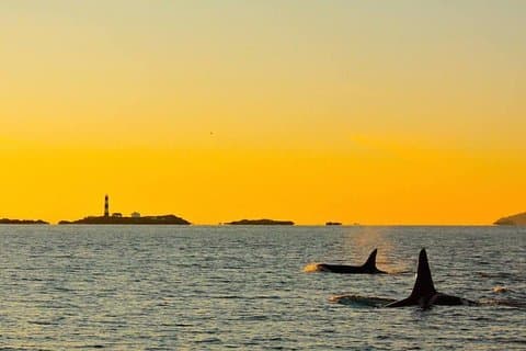 Victoria Semi Covered Sunset Whale-Watching Tour