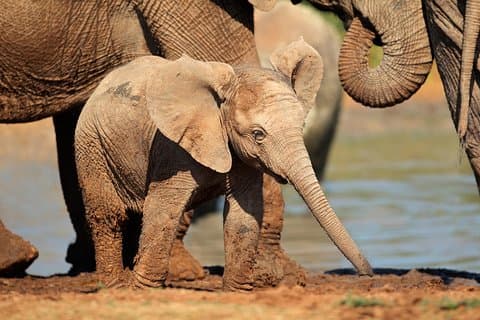 Addo Elephant Park All-inclusive Day Safari från Port Elizabeth