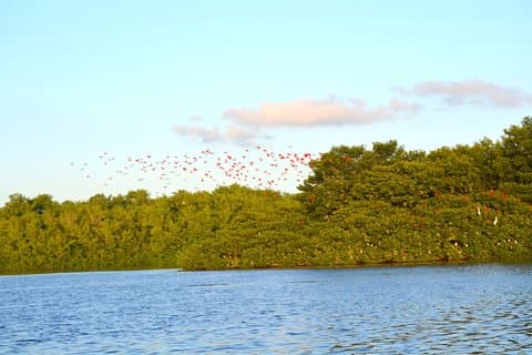 Trinidad Northern Eco-Cultural Full-Day Highlights Tour from Port of Spain
