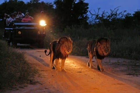 Safarifahrt bei Nacht und Busch-Abendessen ab Victoria Falls