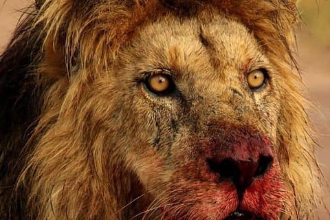 Chobe Safari di un'intera giornata con Victoria Falls Sunrise Tour Combo