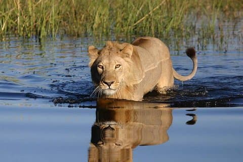 Private Game Drive og Chobe River Cruise