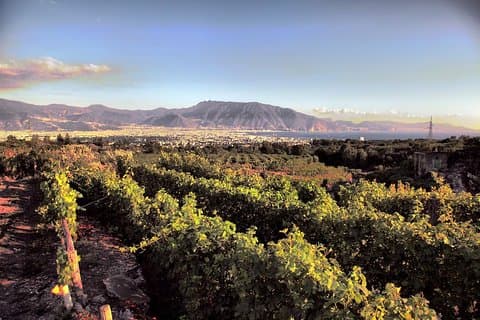 Vinprovning - Tur och provsmakning i Vesuvius Winemaker