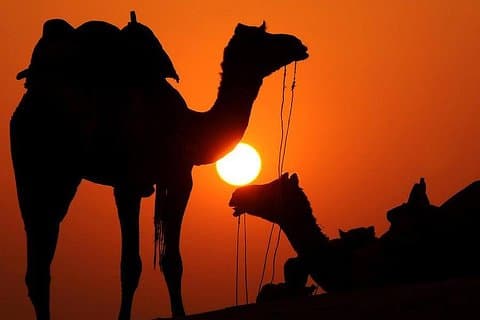 El mejor paseo en camello al atardecer con pausa para el té en el palmeral de Marrakech