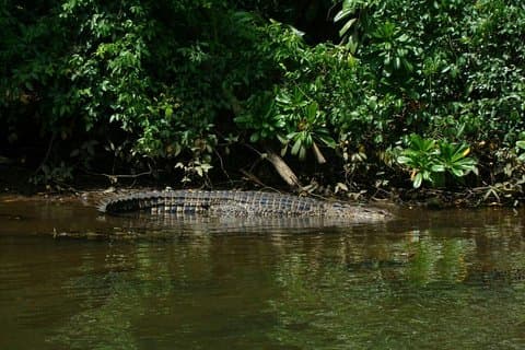 Bentota River Safari von BTM (Mangroven- und Wildtierbegegnung)