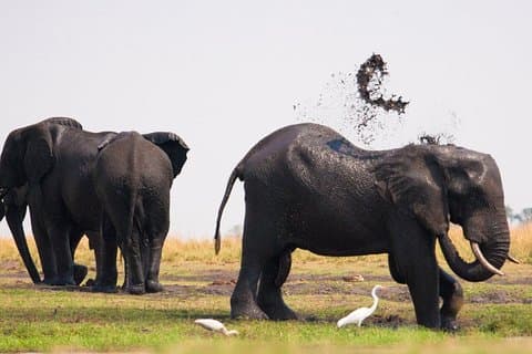 Chobe National Park 4X4 Day Safari e River Cruise